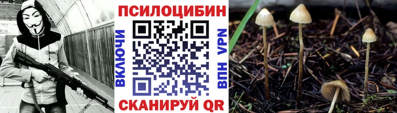 Купить закладки  Карабаново  Псилоцибиновые грибы MAGIC MUSHROOMS 